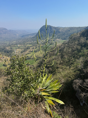 Pseudalcantarea grandis