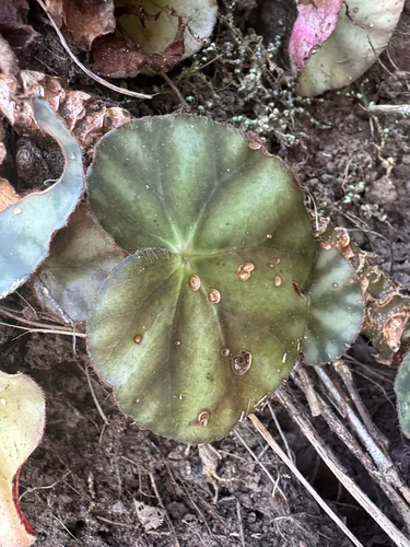 Begonia hydrocotylifolia, photograph 3