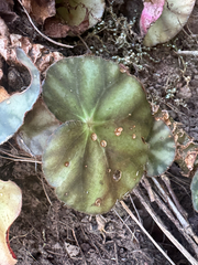 (c) Peter Abrahamsen, some rights reserved (CC BY) Begonia hydrocotylifolia, photograph (c) Peter Abrahamsen, some rights reserved (CC BY)