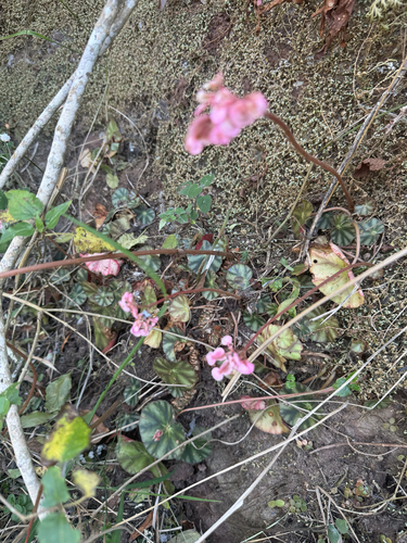 Begonia hydrocotylifolia (Begonia hydrocotylifolia)