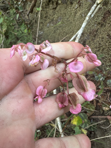 Begonia hydrocotylifolia, photograph 2