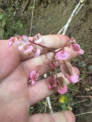 (c) Peter Abrahamsen, some rights reserved (CC BY) Begonia hydrocotylifolia, photograph (c) Peter Abrahamsen, some rights reserved (CC BY)
