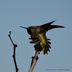 Calypte anna