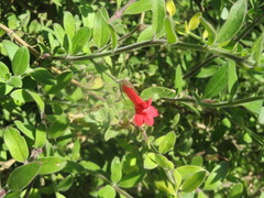 Gambelia