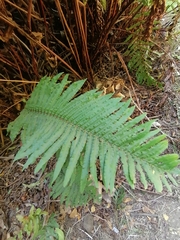 Blechnum chilense
