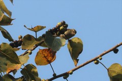 Phylloscopus trochiloides