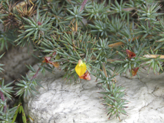 Aspalathus potbergensis