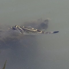 Oval Puffer photo 3
