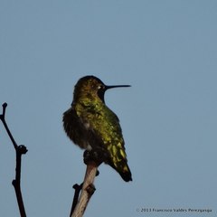 Calypte anna