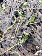 Achillea millefolium
