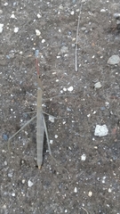 Microcoema acuminata