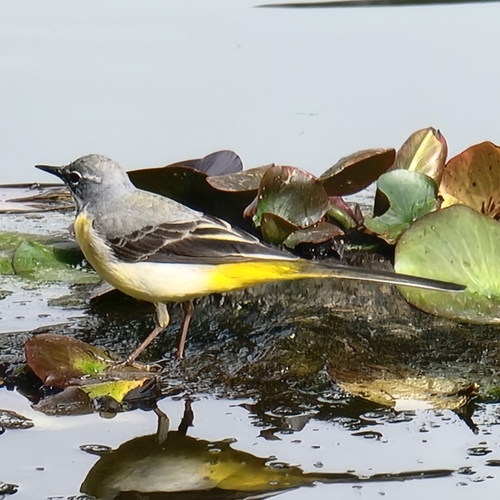 Grey Wagtail