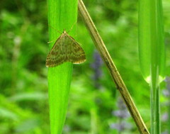 Udea decrepitalis