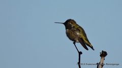 Calypte anna
