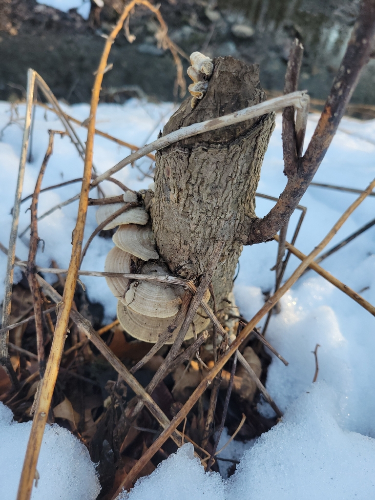 Trametes betulina · February 2026 · photo: © jamiethebee (iNaturalist, cc-by)