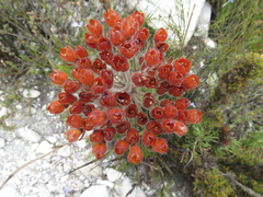 Dilatris pillansii