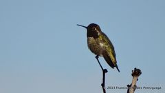 Calypte anna