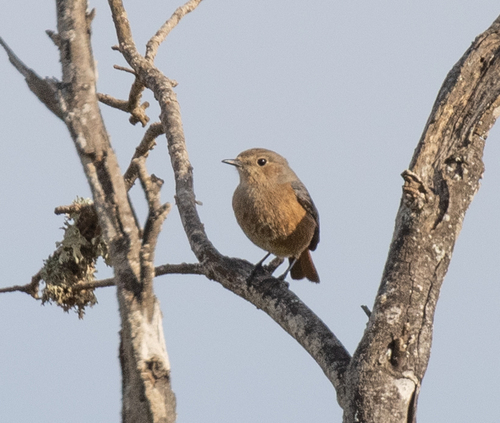 Moussier's Redstart (Phoenicurus moussieri), photo 4