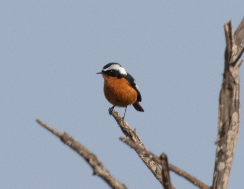 Moussier's Redstart (Phoenicurus moussieri), photo 5