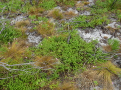 Cullumia setosa setosa