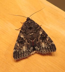 Catocala californica
