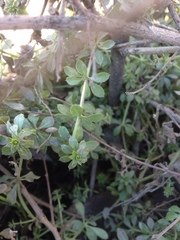 Galium pseudorivale