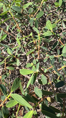 Euphorbia celastroides observed 2026-02-27
