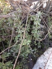 Galium pseudorivale