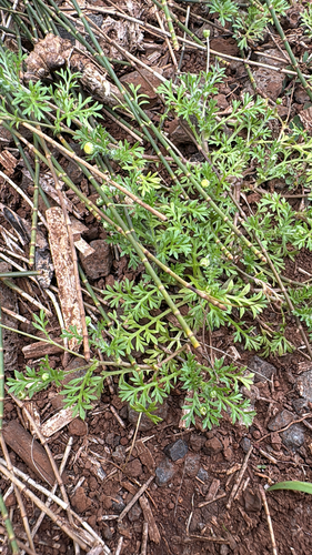 Cotula australis observed 2026-02-27