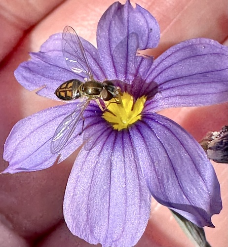 Unknown species found near Mission Trails Regional Park, San Diego, CA, US