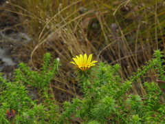 Cullumia setosa setosa