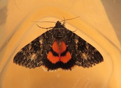 Catocala californica