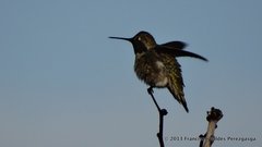 Calypte anna