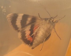 Catocala californica