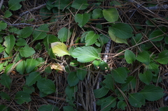 Viola maculata