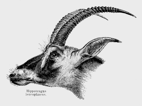 ブルーバック (動物)