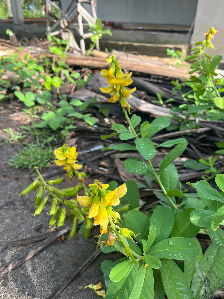 Big Yellow Popbush (Crotalaria retusa)