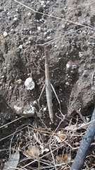 Microcoema acuminata
