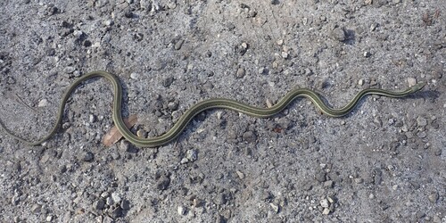 Common Ribbon Snake