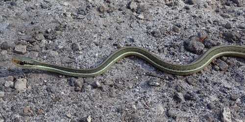 Common Ribbon Snake