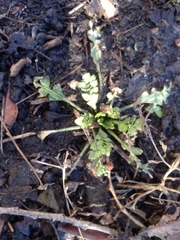Capsella bursa-pastoris