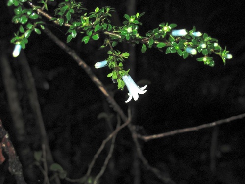 Amaracarpus observed 2011-12-06