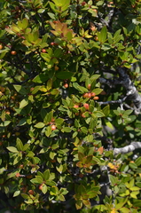 Maytenus magellanica