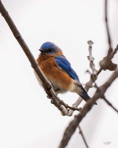 Eastern Bluebird