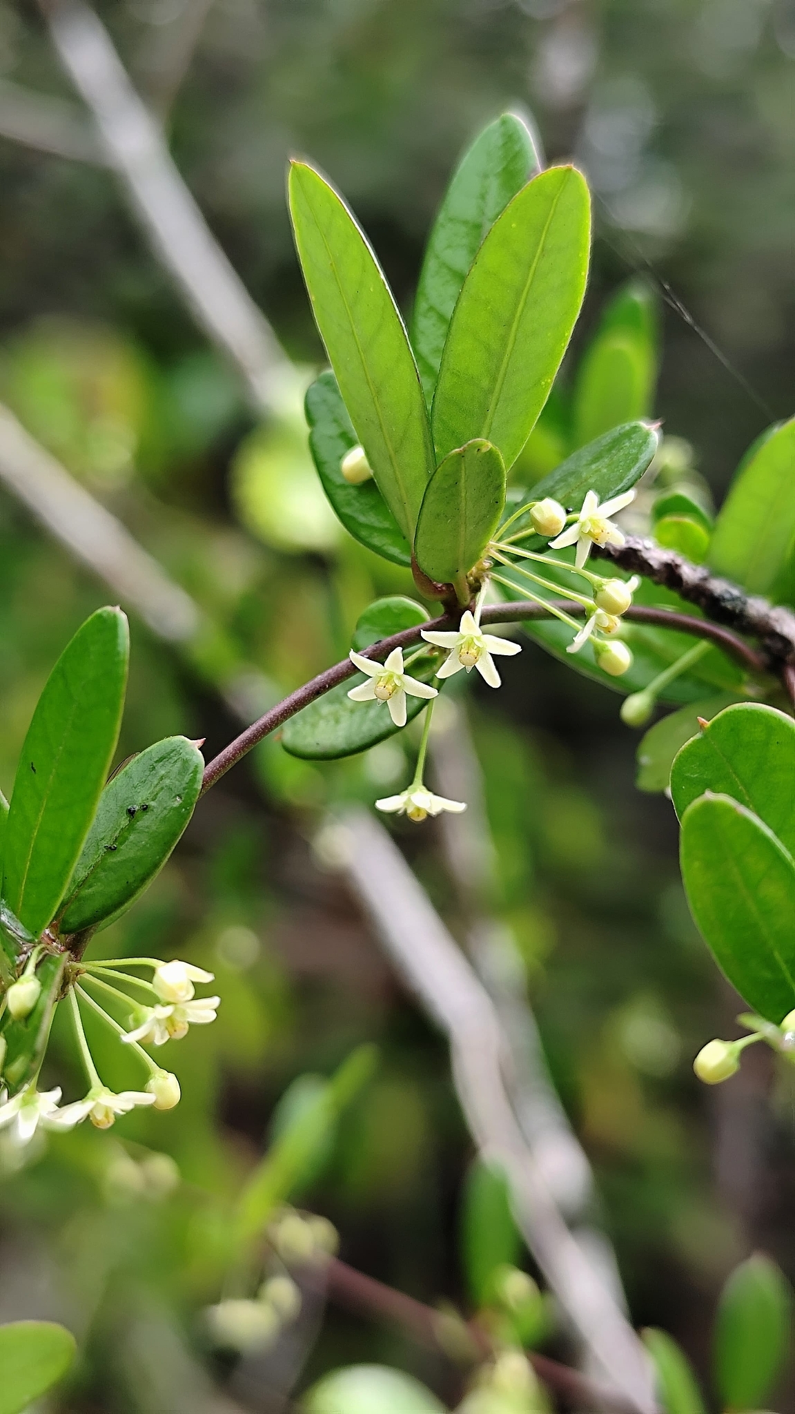 Ditassa crassifolia