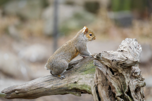 Eastern Gray Squirrel photographed in Missouri