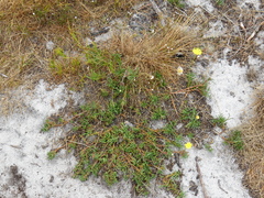 Ursinia tenuifolia