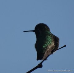 Calypte anna