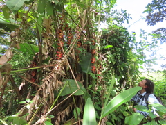 Heliconia pogonantha