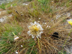 Ursinia tenuifolia
